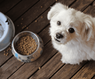 Pet Store in Coconut Creek Offers Healthy Pet Food Supplies | PetNMind