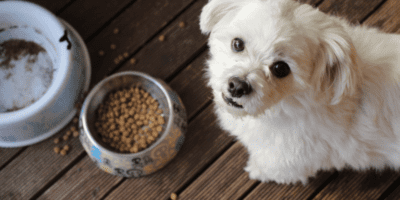 PetNMind Pet Food Store in Coconut Creek Offers Healthy Pet Food Supplies
