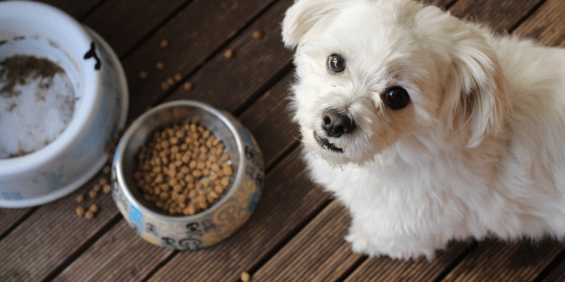 PetNMind Pet Food Store in Coconut Creek Offers Healthy Pet Food Supplies
