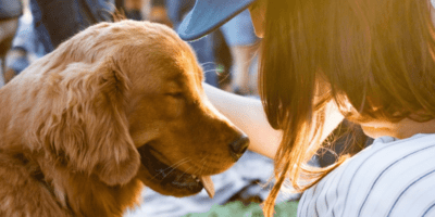 START Rescue Saves Homeless Animals in Southern California Through Transports and Spay-Neuters
