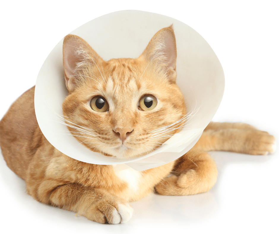 Cat Camera Collars That Make Your Cats Easy to Find Glow Track Collars
