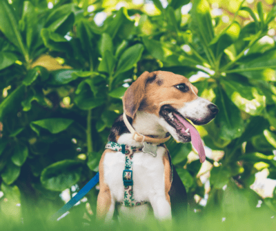 Dogs of Pride Canadian Distributor of Finnessiam Health and Safe Supplies for Pets