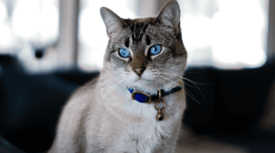 Glow Track Cat Camera Collars Make Your Cats Easy to Find