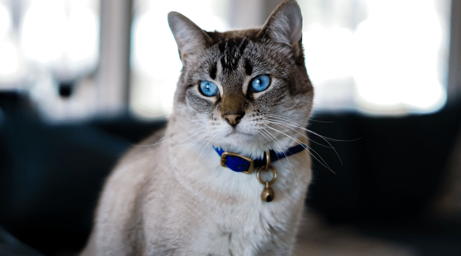 Cat Camera Collars That Make Your Cats Easy to Find | Glow Track Collar -  