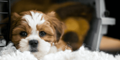 KindTail Modern Dog Crate Products Reinvent Pet Living