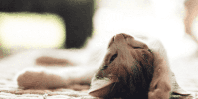 Luvafoodie Dog Store Offers All-Natural Spice Blends for Pets