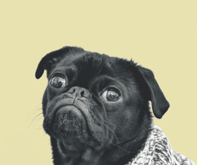 Providing Emergency Assistance for Pets and People in Crisis RedRover