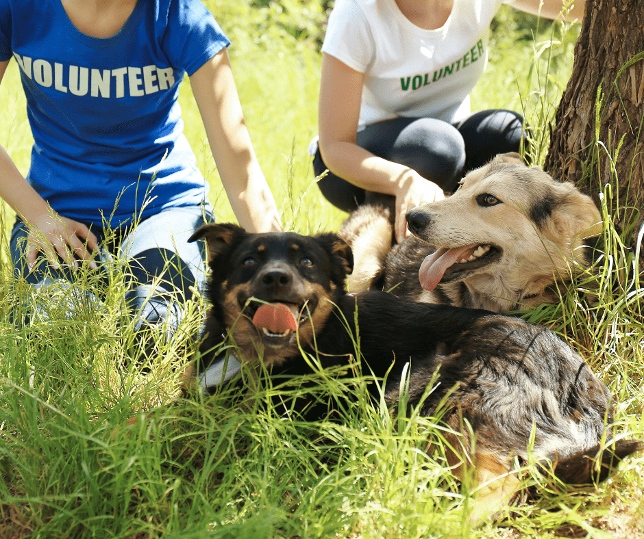 Rescue dogs with 2 volunteers