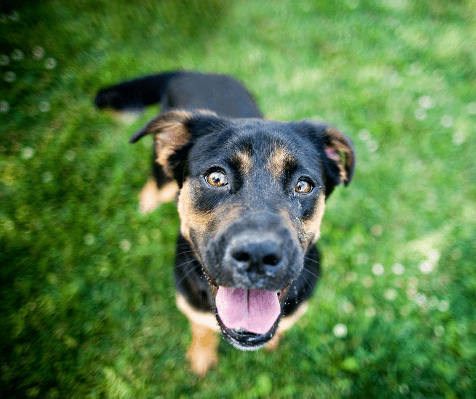 Photo of black and brown rescue dog