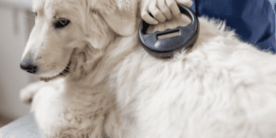 MyPet HQ Microchip for Dogs’ Registration Improves Pets’ Lives