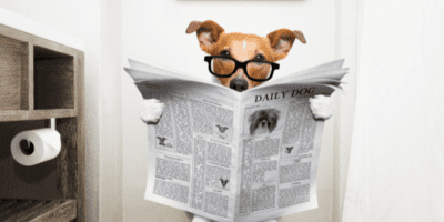 dig labs app provides digestive health support for dogs by checking dogs' poop