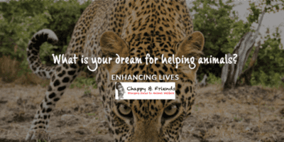 chappy and friends incubator for non-exempt grassroots animal welfare projects