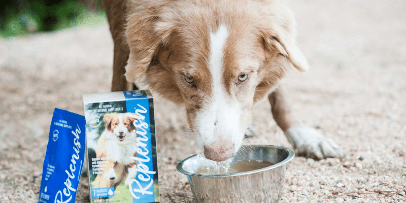 replenish provides natural solutions to problems in animal patients