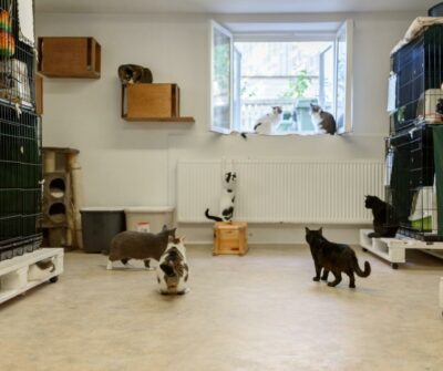 Find Animals to Transfer In