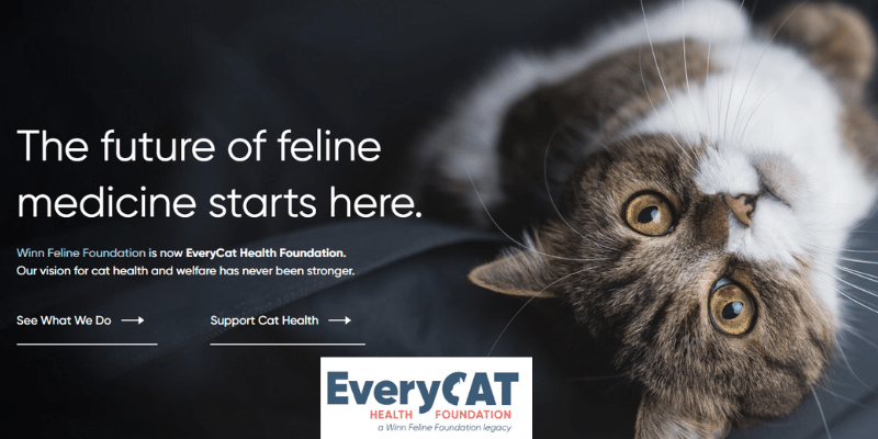 Awarding Feline Research Grants to Advance Cat Health | EveryCat Health  Foundation 