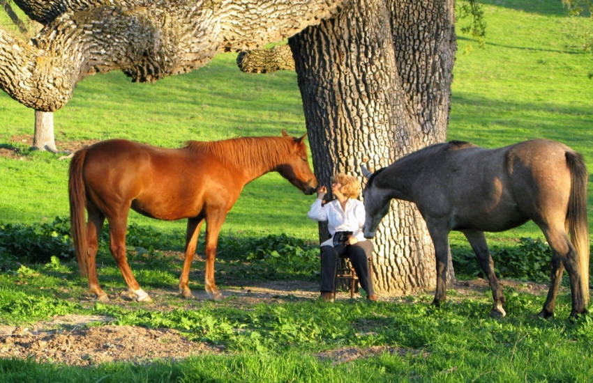 The Secret behind Horse Training │ The Resnick Method Liberty Horsemanship