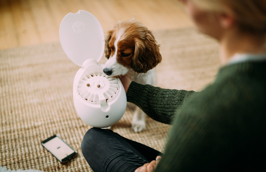 Fun Tech-Based Mental Stimulation Game Developed By Dog Experts │ Go Dogo