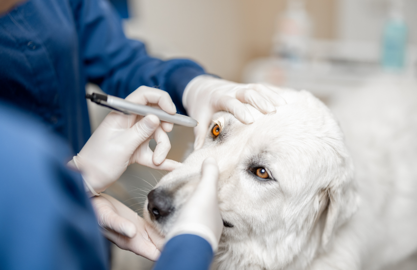 Get Your Pet Proper Cancer Treatments By Connecting With The Right Specialists │ Pet Cancer Care Consulting