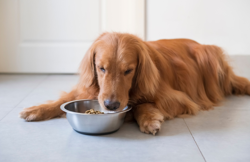 Helping Pets Live Longer Through A Customized Dog Nutrition Plan