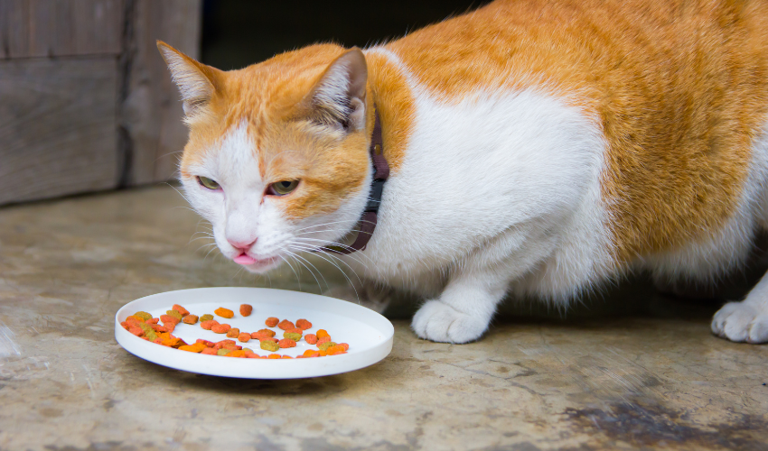 foods cats shouldn't eat