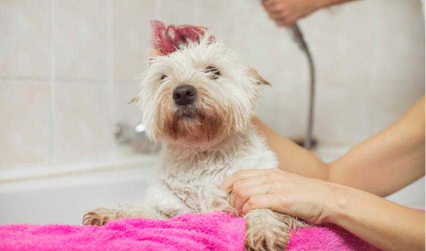 Can A Dog With Distemper Take A Bath?