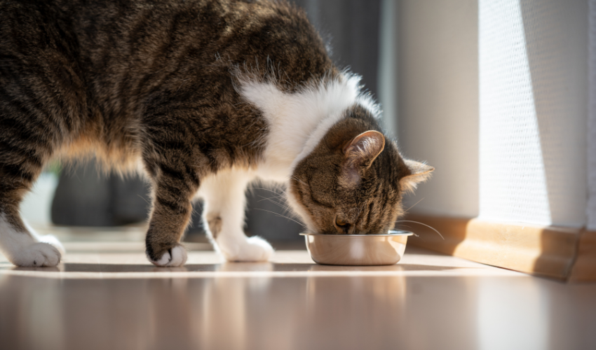 Here's What To Feed A Cat With Diarrhea