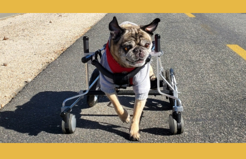 Helping Disabled Canines By Giving Them The Best Custom Wheelchair │ Eddie's Wheel