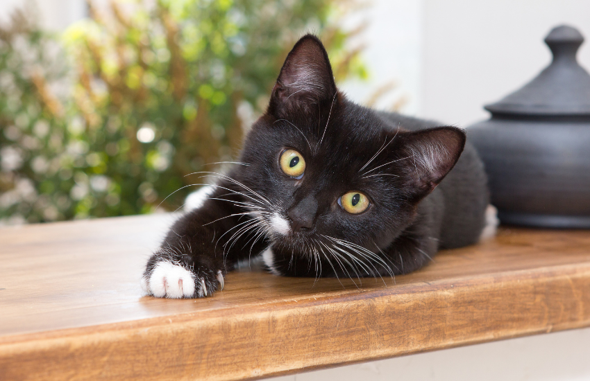 Can A Cat Live A Full Life With FIV? Find Out!