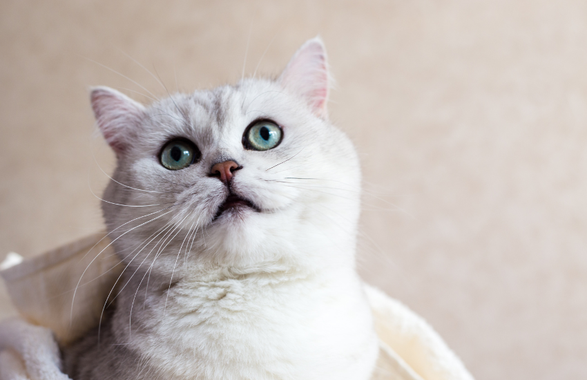 6 Nutritional Ways On How To Help A Cat With Hairball