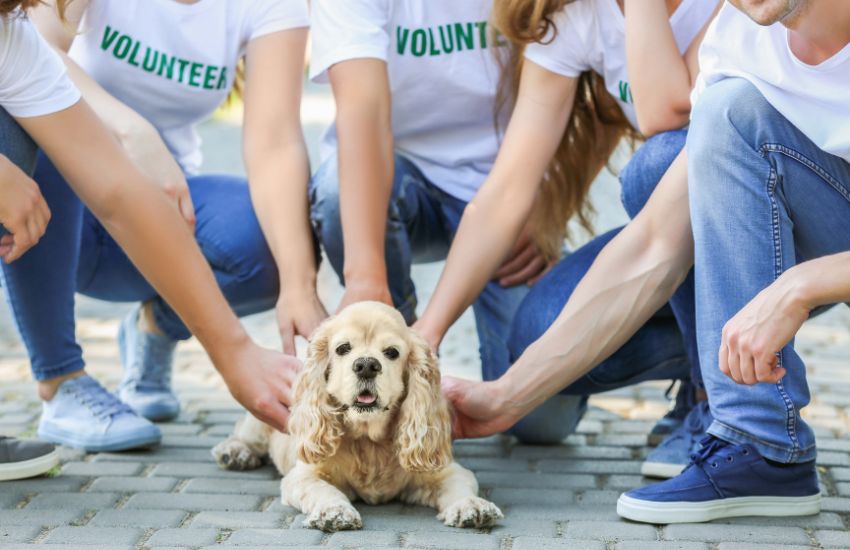 Animal Lovers to the Rescue The Role of Volunteers in Disaster Relief (2)