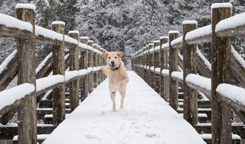 As the temperatures drop and winter sets in, it's important to ensure our pets stay warm and comfortable. Whether they're spending time indoors or outdoors, there are several things you can do to keep your pets warm from the cold. To help all the pet parents out there, we'll give you some tips on how to do just that.