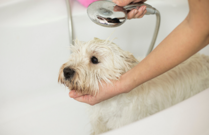 Buddy Bath Concerns: Can I Shower My Dog With Parvo?
