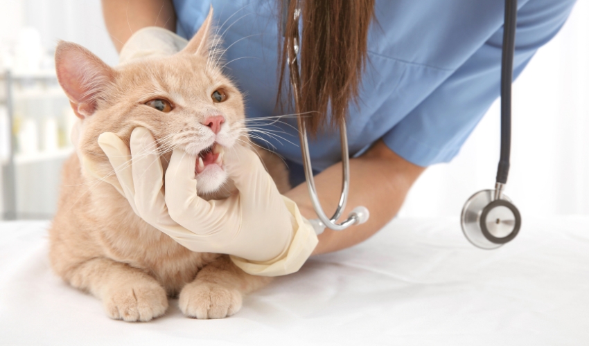 The Importance of Spaying and Neutering Our Pets