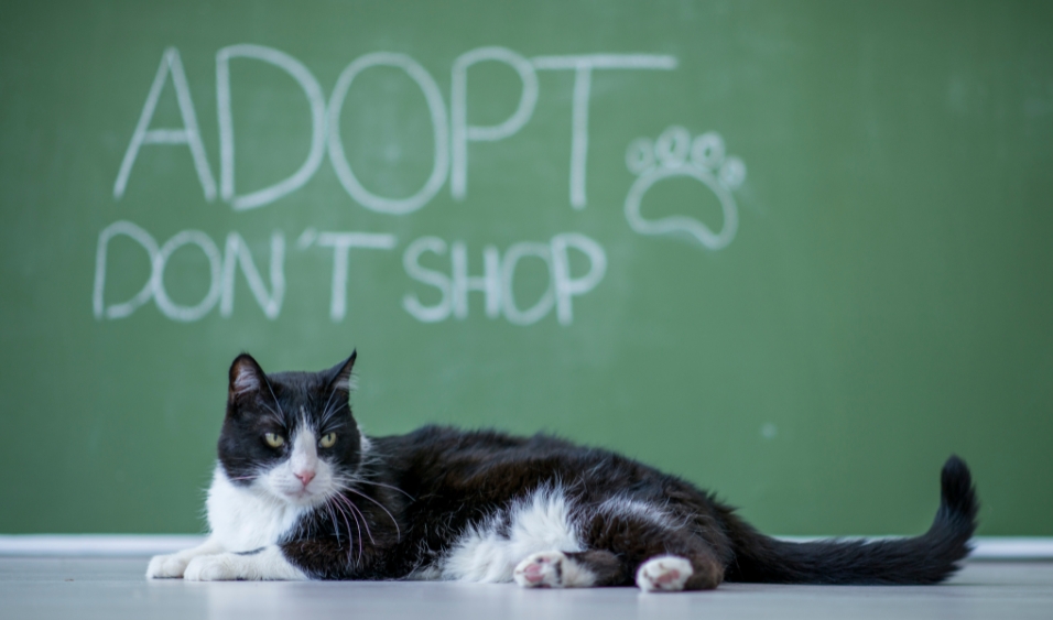 Why Animal Shelters are the Best Place to Find Your New Pet