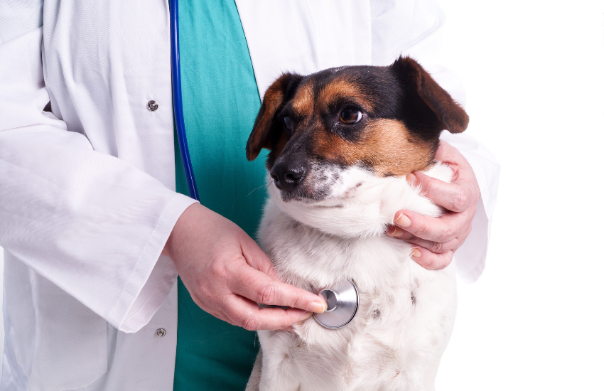 Empowering Mobile Vets and Veterinary Care With The Best Scheduling Technology │ Kumba