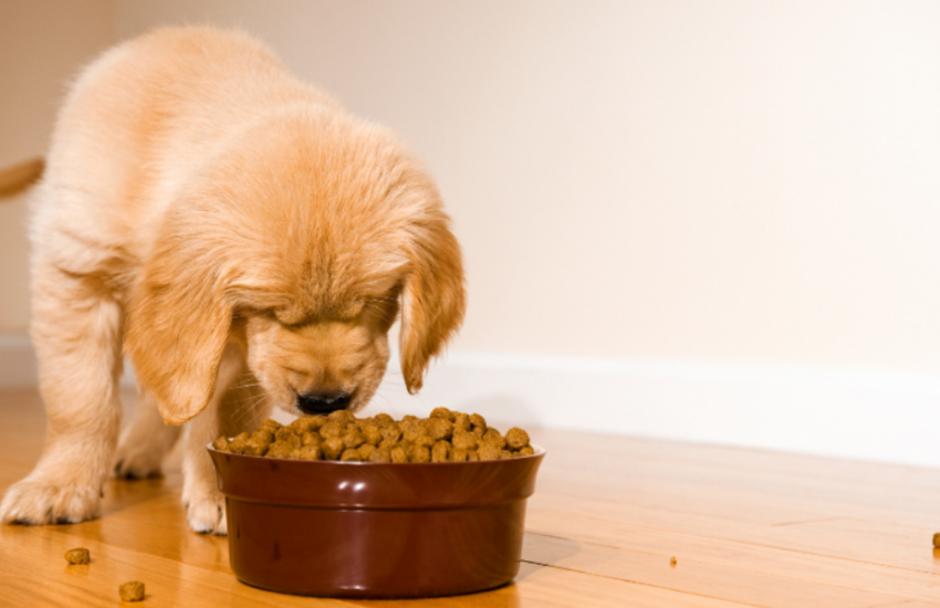 Parvo Diet Truth: What Do You Feed A Puppy With Parvo?