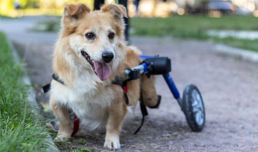 A Guide to Finding Forever Homes for Animals with Disabilities