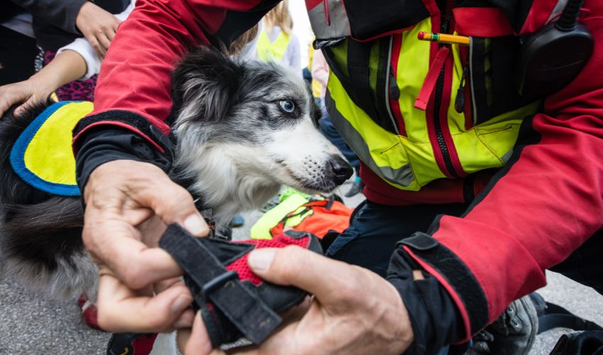 Saving Lives One Click at a Time: How Social Media is Revolutionizing Animal Rescue