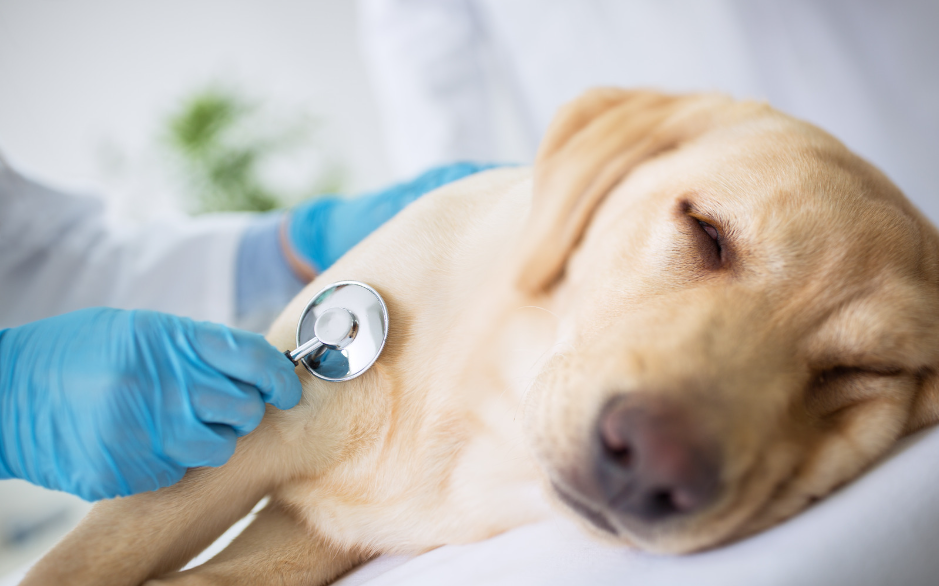 sepsis in dogs