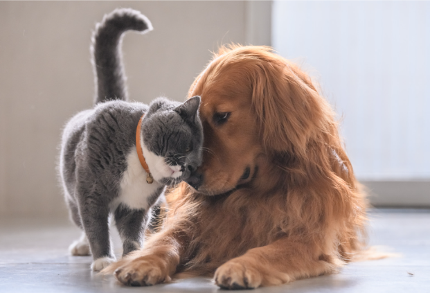 Can FIV Be Transmitted to Dogs? Understanding FIV Transmission