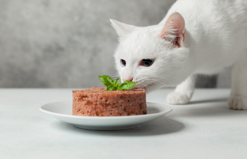 Causes of Cat Constipation: Medications, Dehydration, Etc.