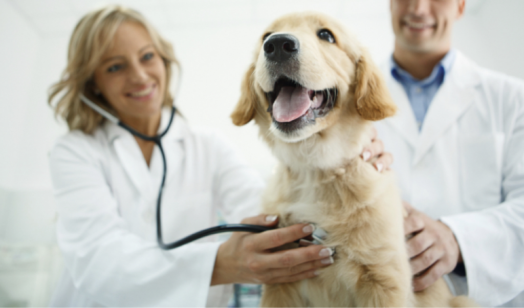 Colitis in dogs