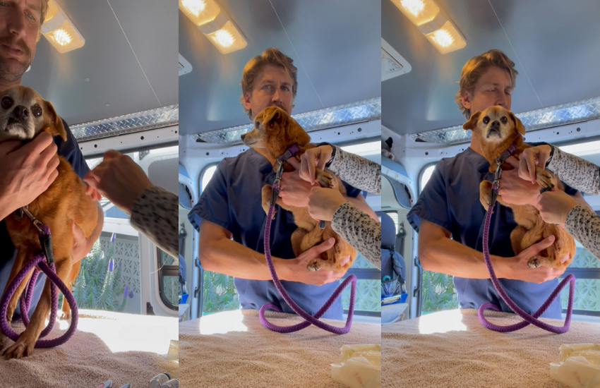 Mobile Veterinary Service: Starting And Being Your Own Practice │ Vetama