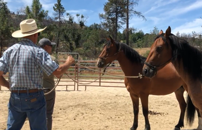 More Than Providing Homes For Healthy Dogs And Collaborative Horsemanship | Living Free