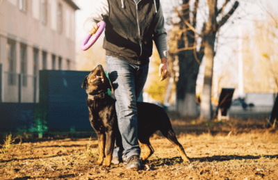 Training Dogs And Owners To Have A Heart | Bonafide Therapy Dogs