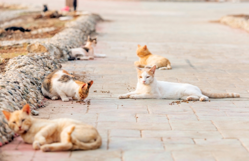 The Benefits of Trap-Neuter-Return for Feral Cat Colonies